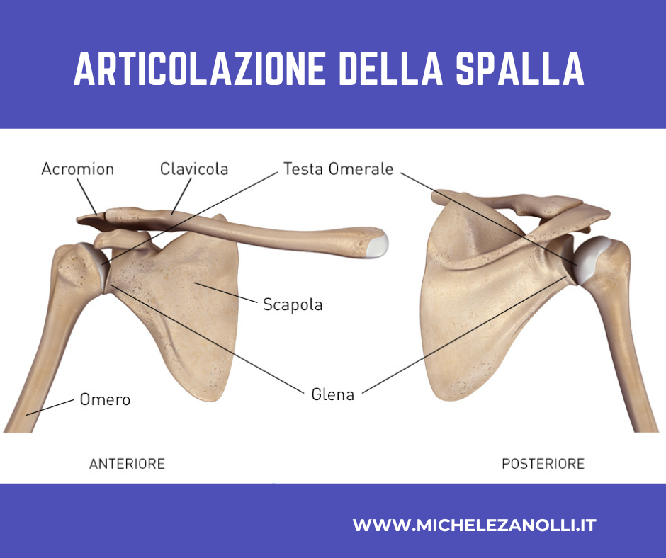Anatomia della spalla