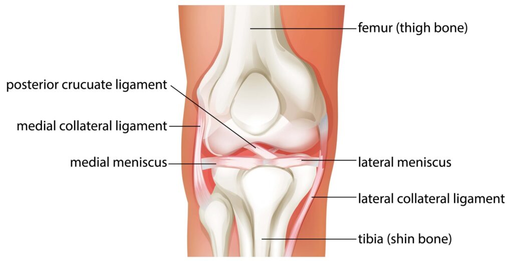 Anatomia del ginocchio