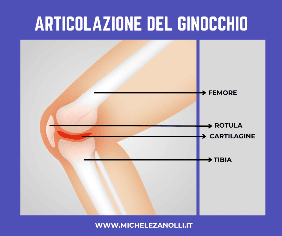 Articolazione del ginocchio