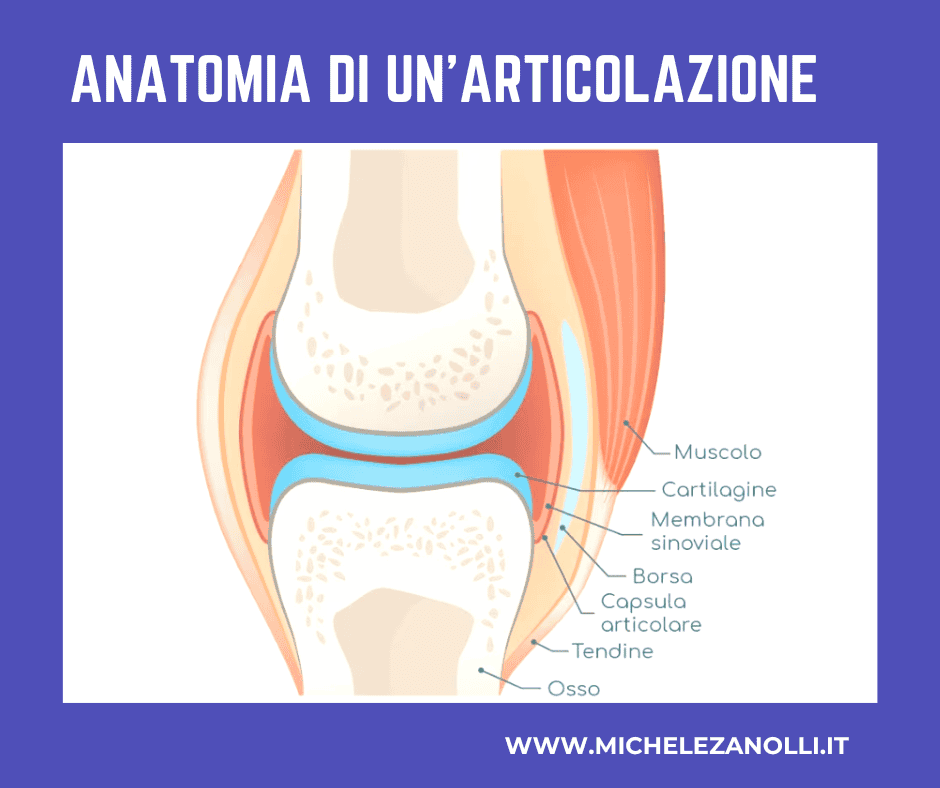 articolazione